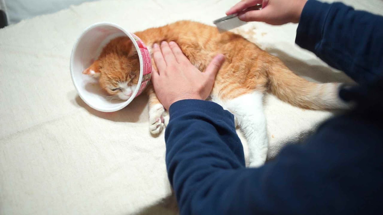 フェルトのような毛玉になった老猫の毛並みのお手入れ