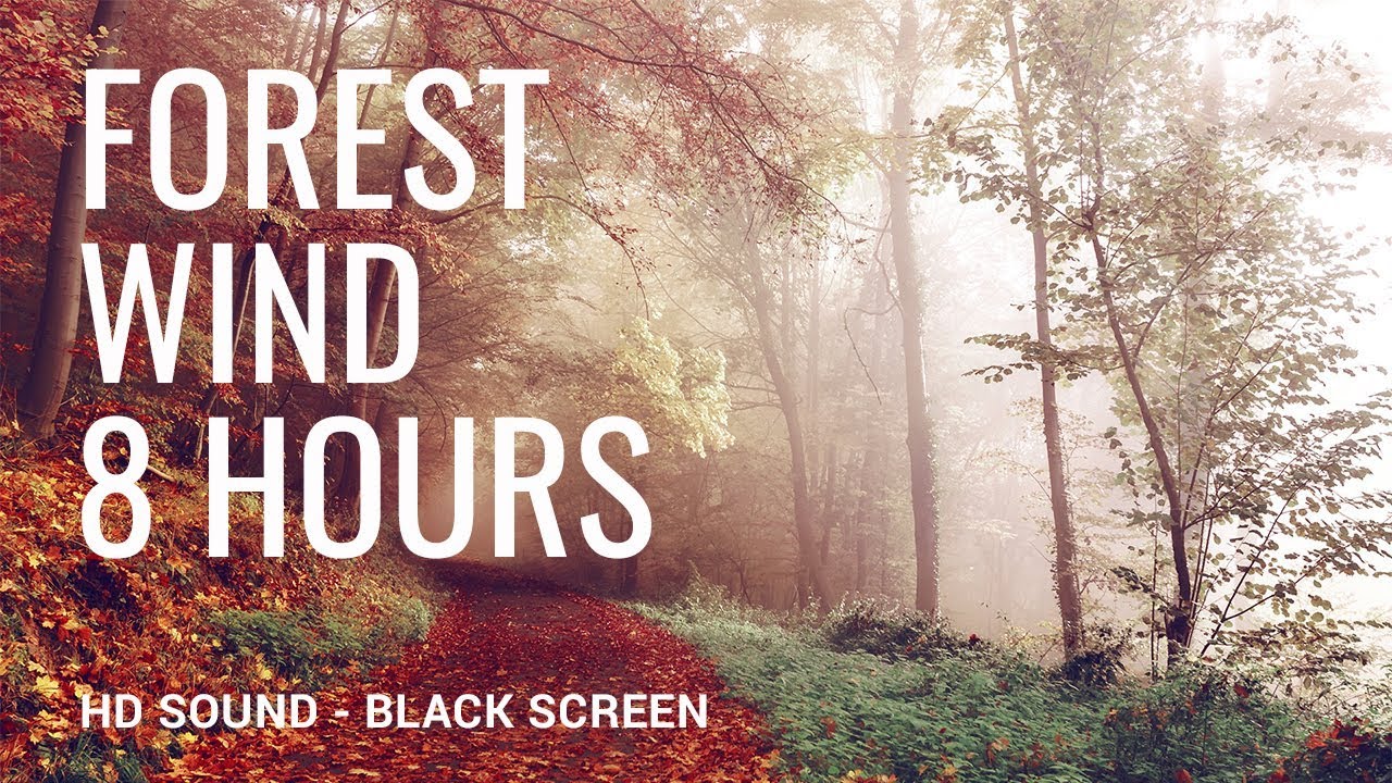Forest Wind  | 8 Hours of Wind in the Trees | Black Screen