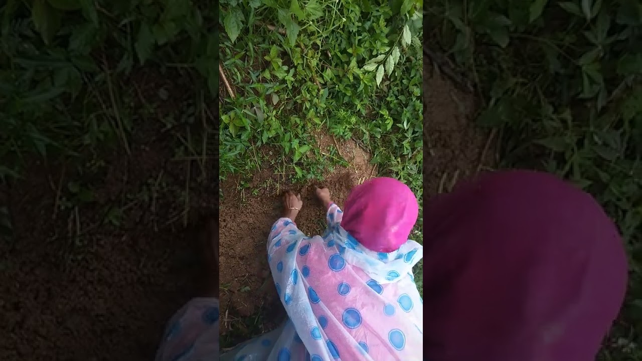 Phong tục chôn gạo trong ống tre để biết đất làm nhà tốt hay xấu của người Bru Vân Kiều