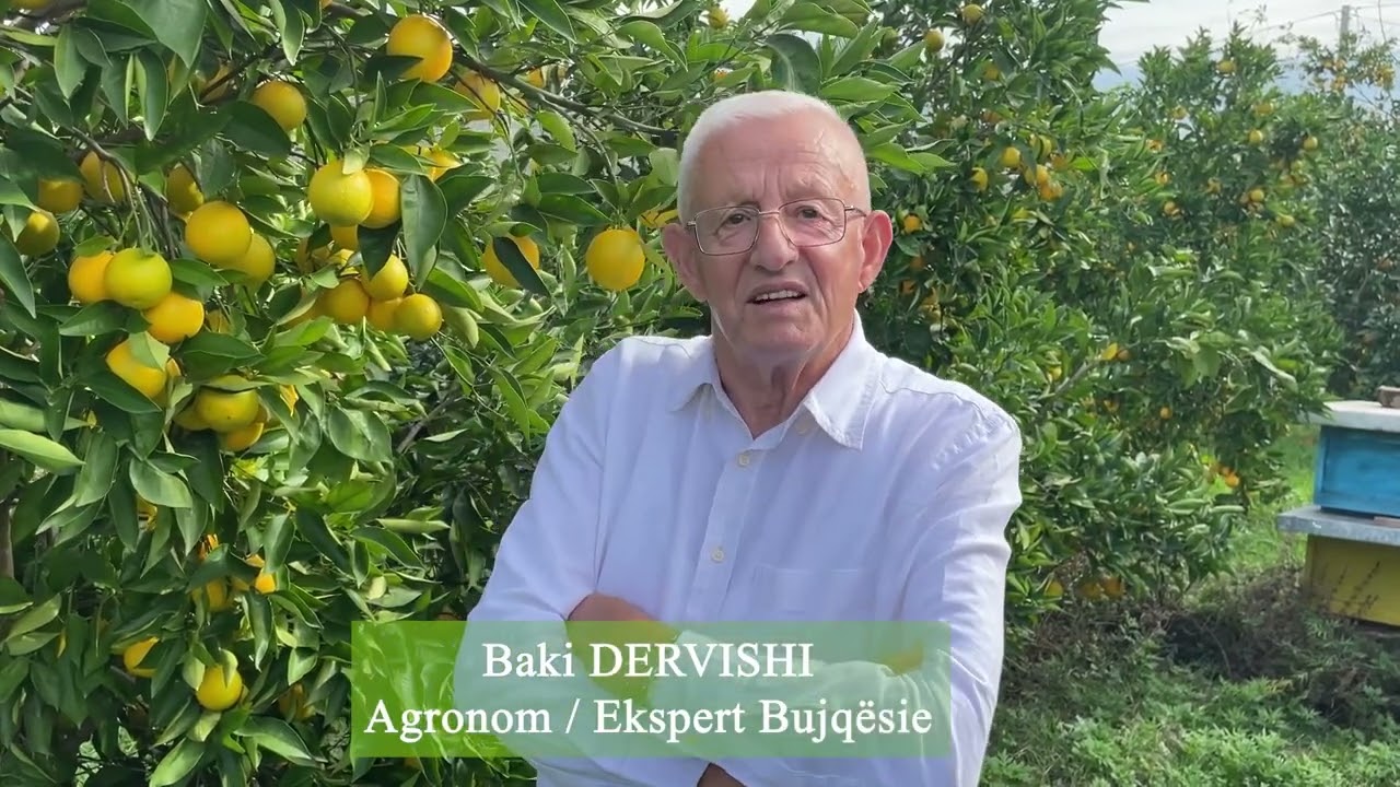Më shumë prodhim, më pak spërkatje dhe cilësi më e mirë prodhimi në agrume me përdorimin e AZ FERT