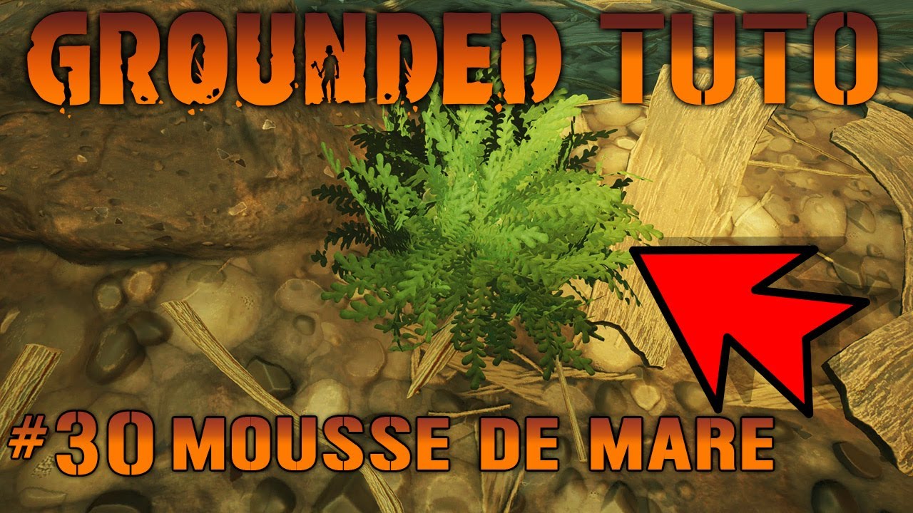 [ TUTO / GUIDE ] GROUNDED #30 LA MOUSSE DE MARE  !