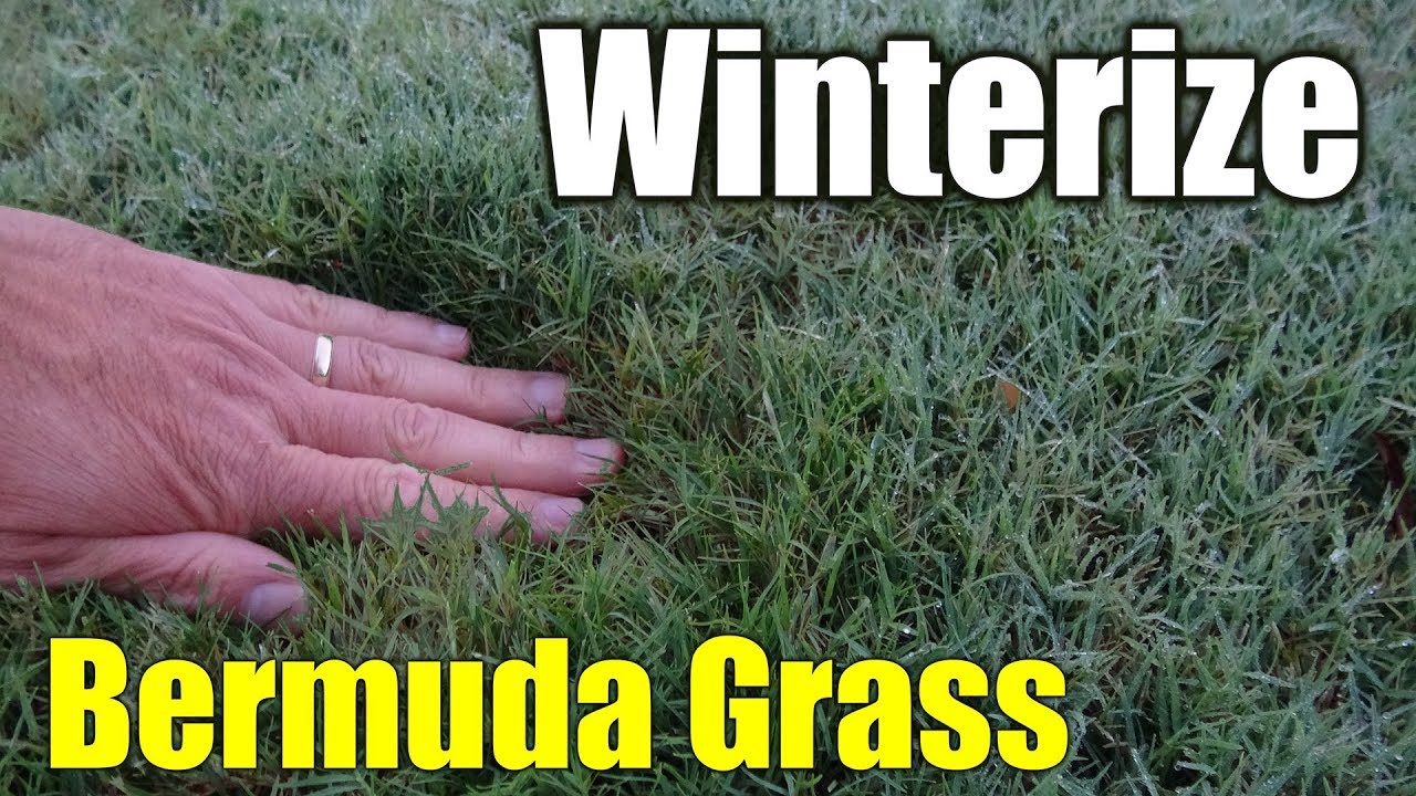 Winterize Bermuda Grass