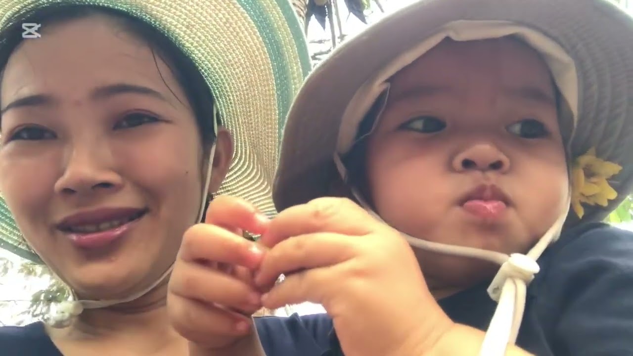 ប៉េងបោះទុំល្អៗណាស់ តែស្រមោចខាំតិច😭(our tomatoes 🍅)@SooKreaSa 