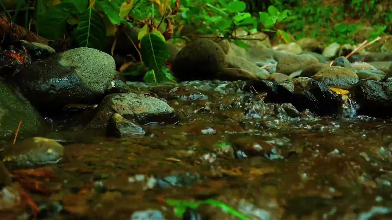 Soothing Forest Stream Sounds, Water Flow, Relaxation Therapy