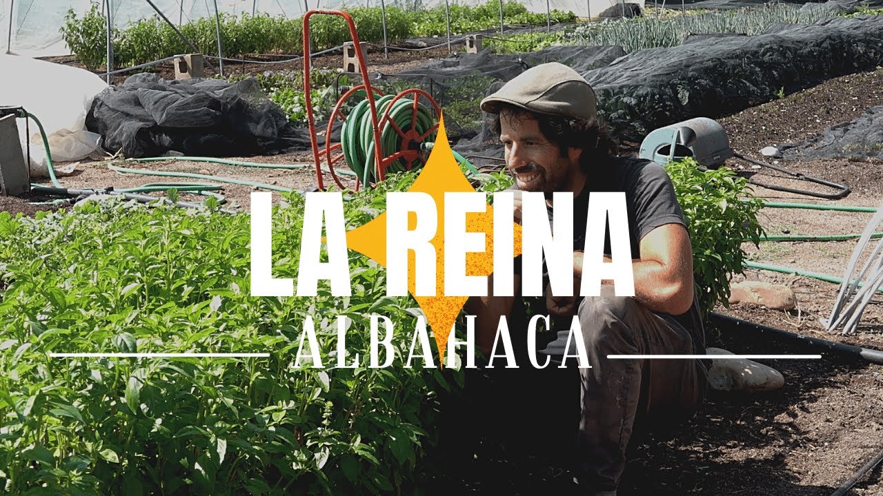 Cultivando ALBAHACA | La reina del verano... y mucho más que eso
