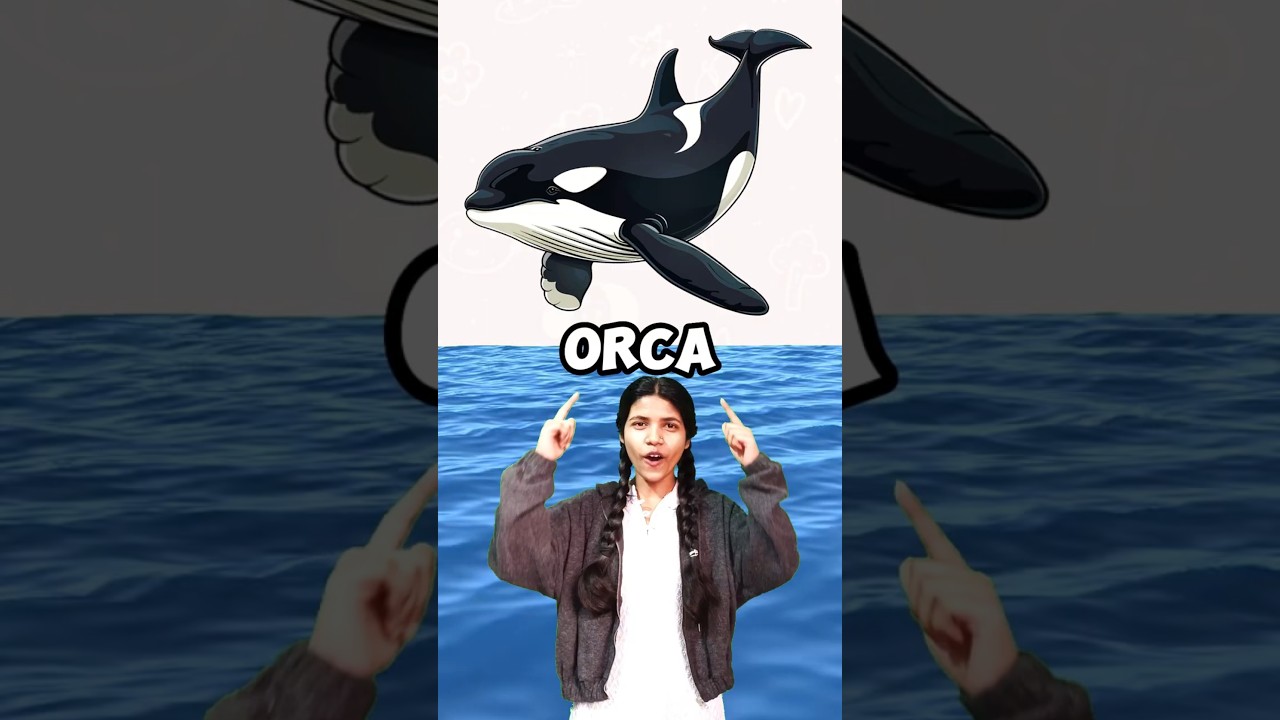 Ocean Deep Sea Creatures Orca, Walrus, Krill 