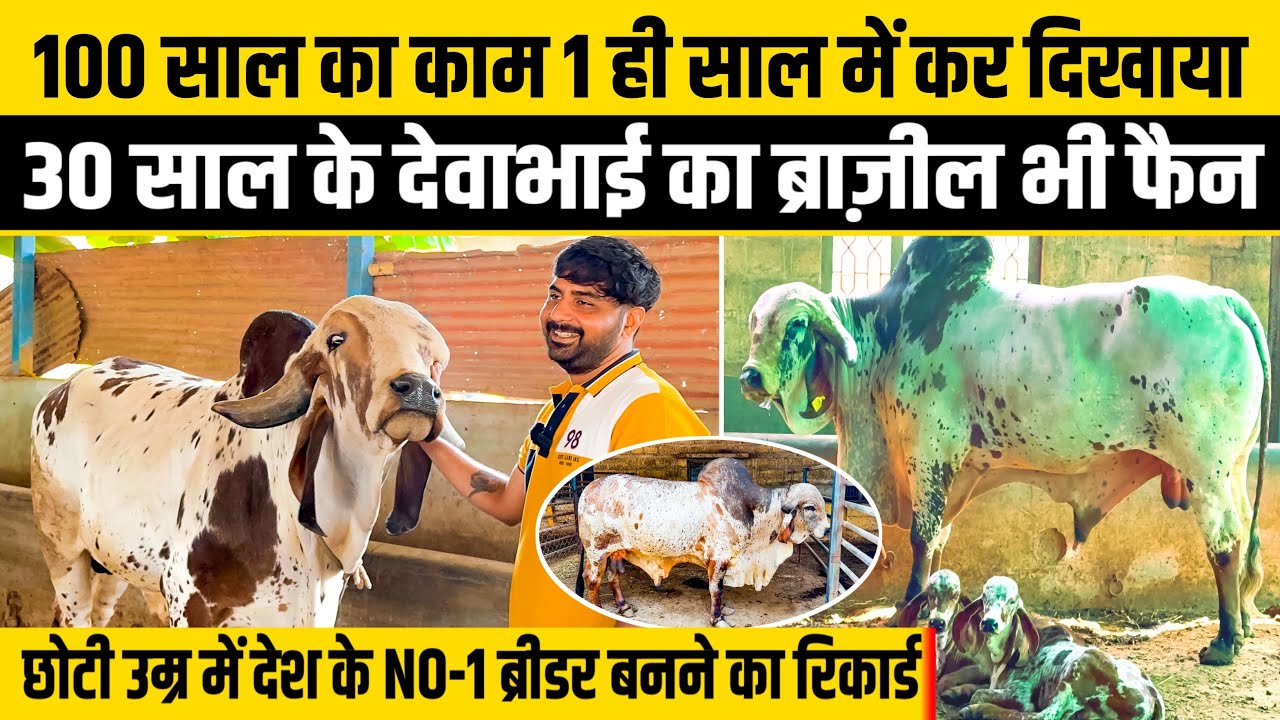 लाल परी मेलडी माँ आश्रम गिर गौशाला राजकोट 👍| Dairy Agri Consultant | #gircow