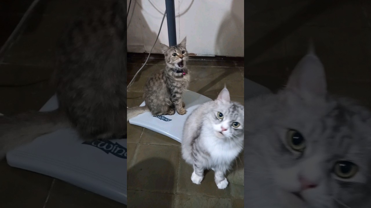 Gerry dan Rosa #catlife #kucing #catsoftheworld #cats #meow #kitty #lebaran #mudik #meong #cat