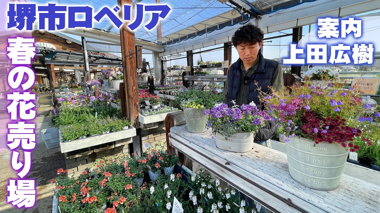 【ロベリア上田広樹】春のガーデニングシーズンが到来！定番から売り切れ必須の注目品種まで花売り場のおすすめを紹介【堺市フラワーショップLOBELIA】
