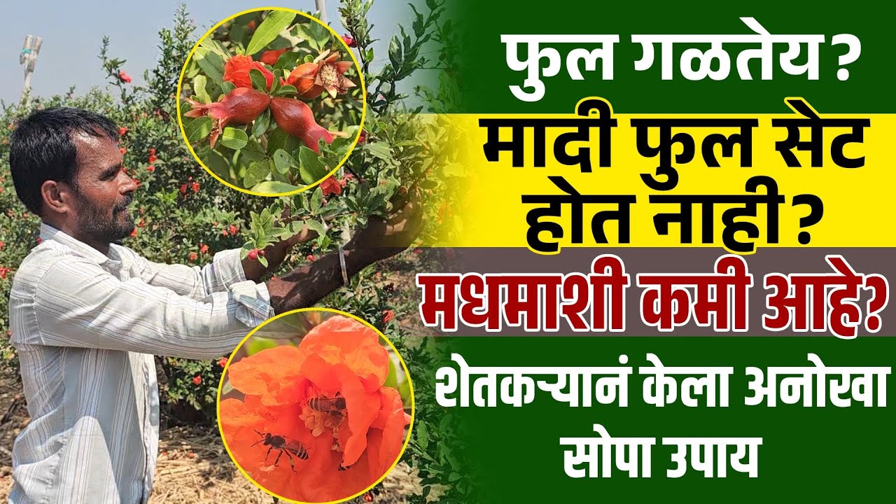 डाळिंबात फुलगळ का होते?मादी फुल सेट न होण्यामागचे खरे कारण आणि मधमाशी सोपा उपाय!l