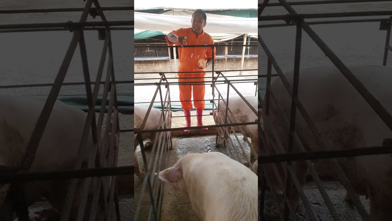 DIMENSIONES de una JAULA DE GESTACI&Oacute;N 🤔🐖🐖🐖✅