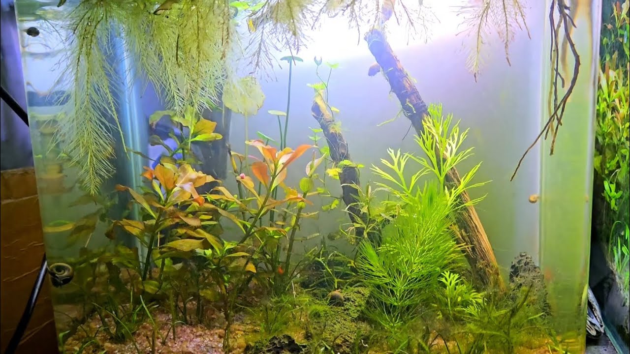 Step-by-Step DIY Aquarium for Your Home! In HINDI #AquariumSetup #DIYAquarium #LowMaintenance #Aqua