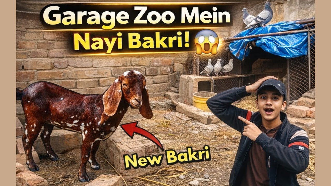 Good News + Bad News 😱 Nayi Bakri | Kabutar Ka Ghar Tot Gya 😥