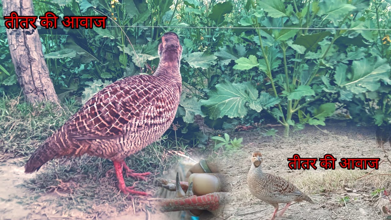 देसी तीतरकी आवाज