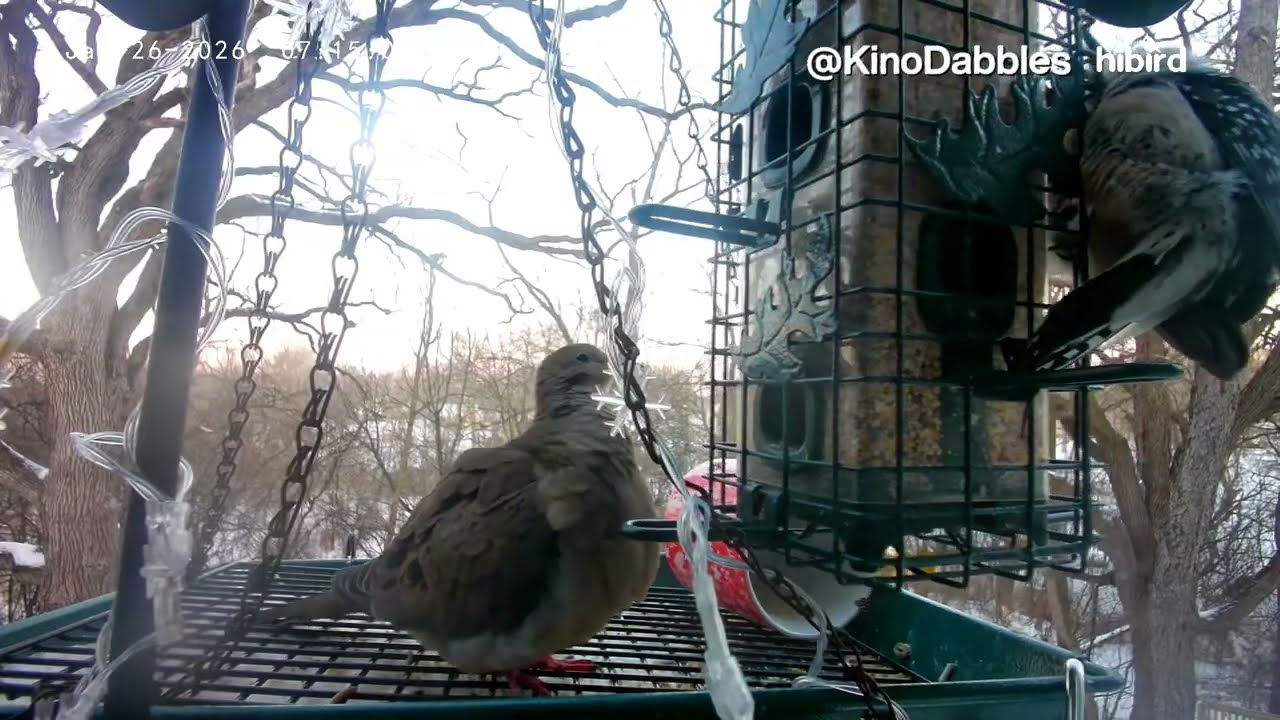 7+ Hours of Relaxing Bird Cam on a Balcony | Winter Book II: Chapter 5