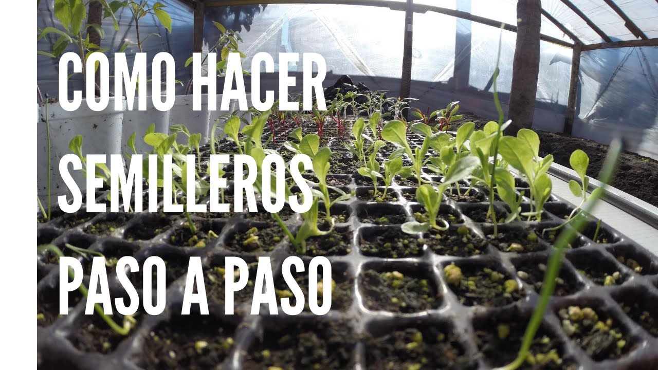 Como Hacer Semilleros De Lechuga