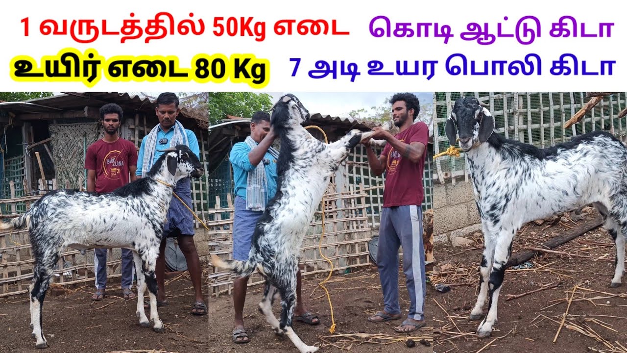 1வருடத்தில் 50kg எடை / 7 அடி உயரம் வளரக்கூடிய பொலி கிடாய் தேர்வு செய்வது எப்படி ? @tamilvivasayi