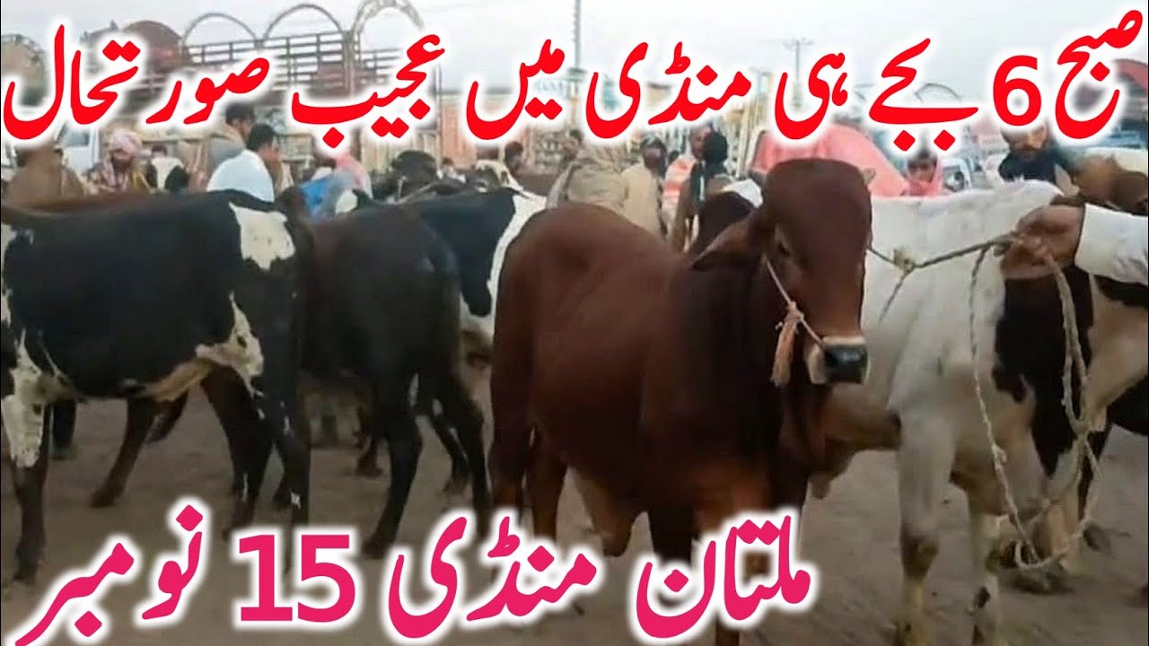Multan Cattle Market 2025 | Supreme Cholistani & Sahiwal Bachre for Qurbani | Global Village Farming