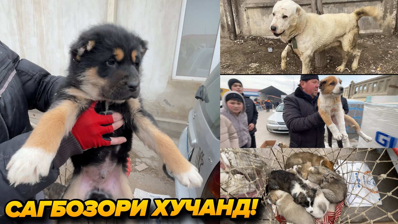 Сагбозори Хучанд Харидорои Сагхо Бошад Мархмат Тамошо Кунед!
