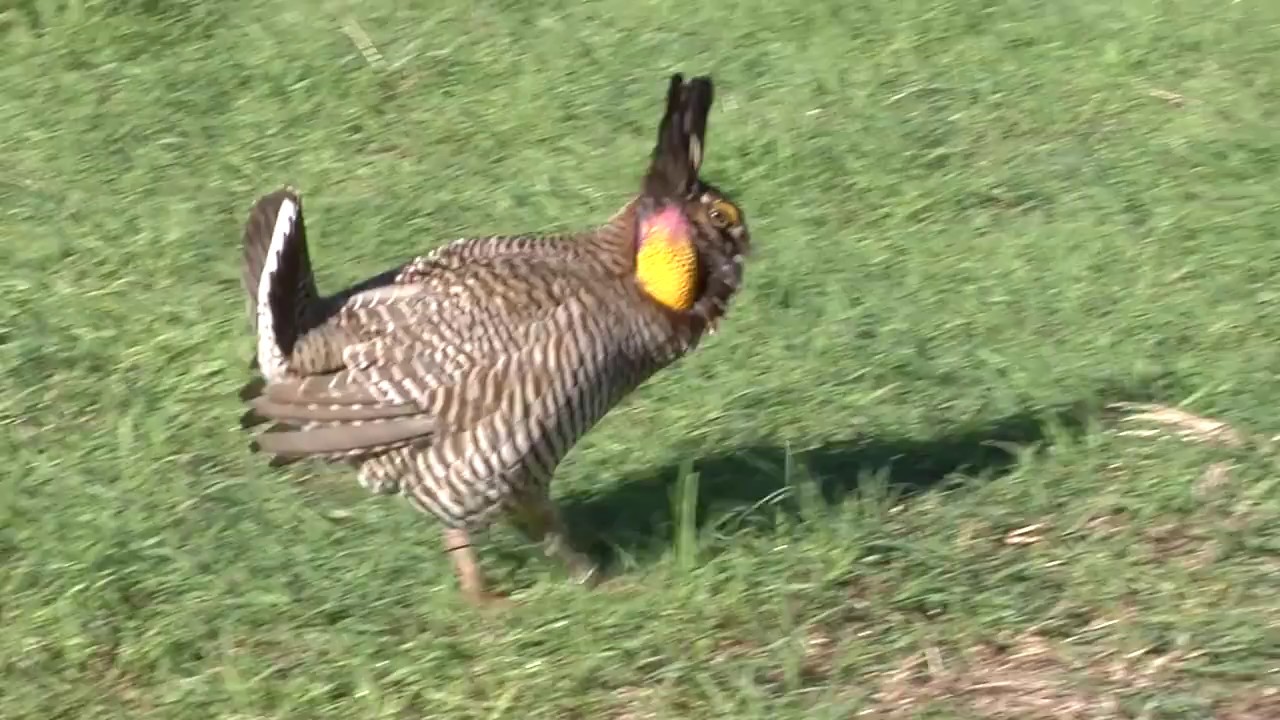 Attwater's Prairie Chicken 