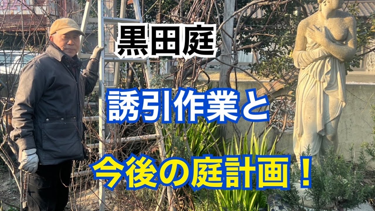 黒田庭の冬仕事Part2　バラの誘引 2026 Kuroda's Residenc