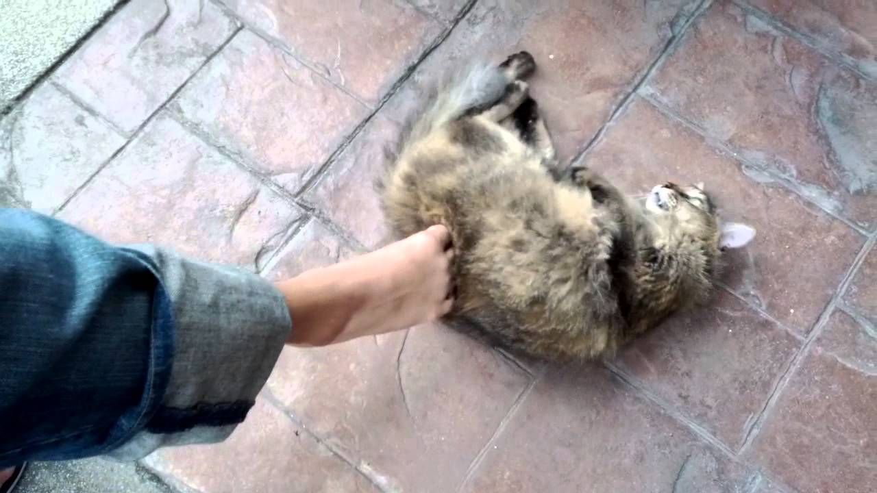 Cat doesn't enjoy some foot rubs