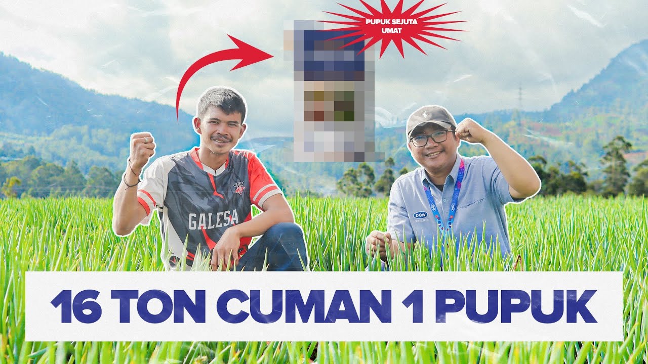 Rahasia petani rawat daun bawang di Bandung sampai hasilnya memuaskan - DGW FERTILIZER