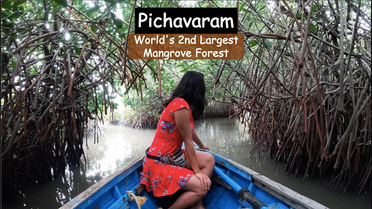 World's 2nd Largest Mangrove Forest - Pichavaram | A Day Trip From Pondicherry