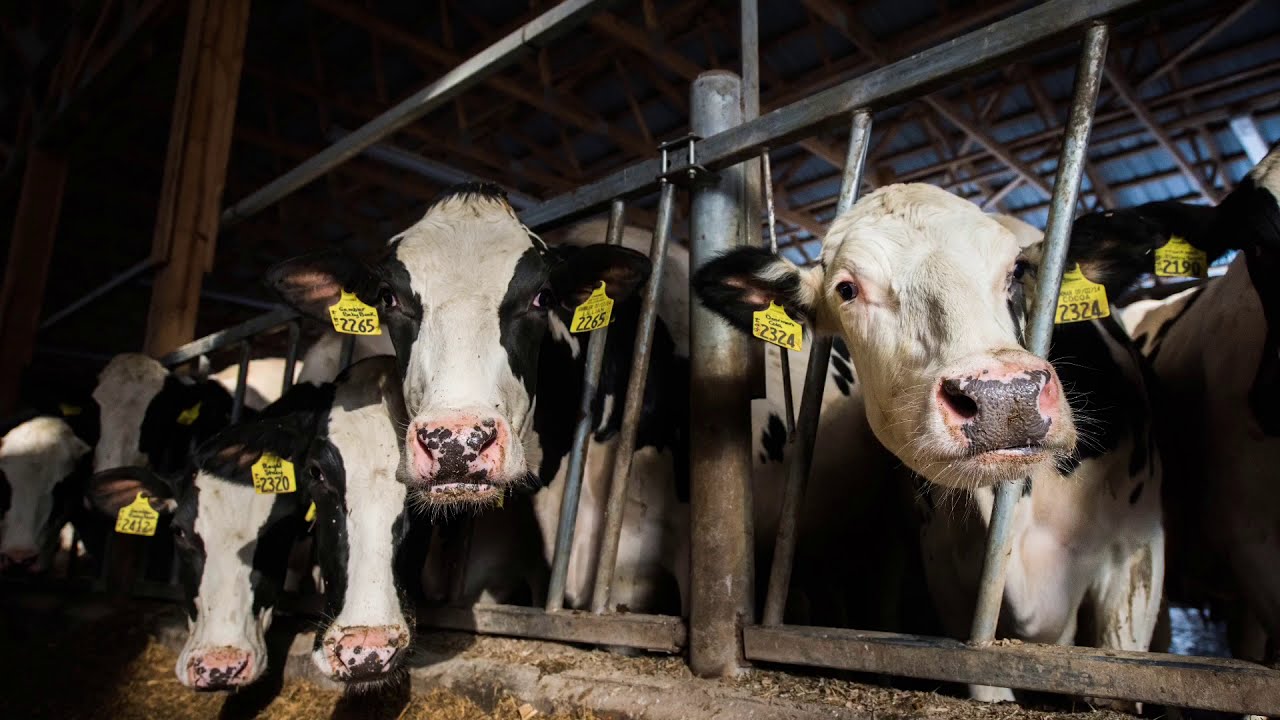 Milk: Cow to Store