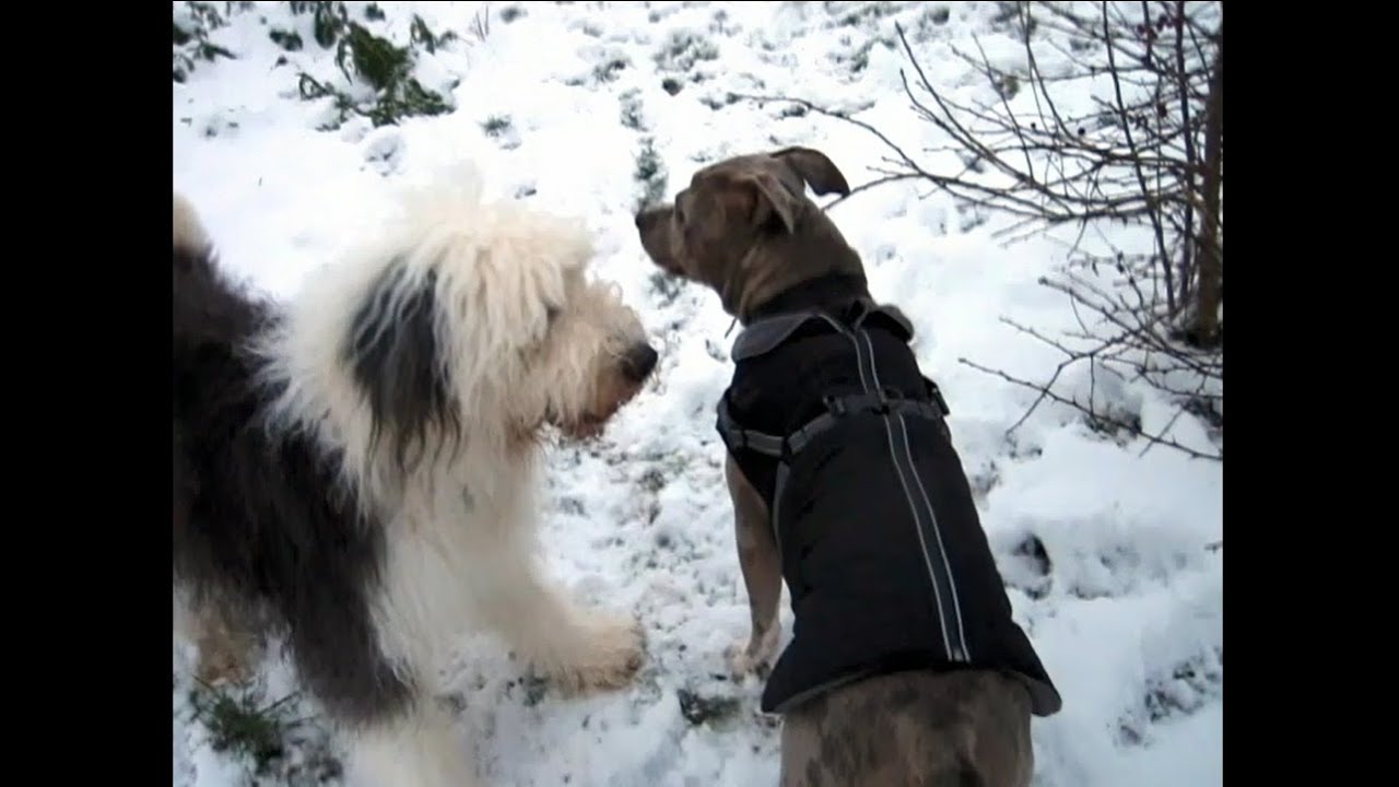 Old English Sheepdog Aurora meets American Bully