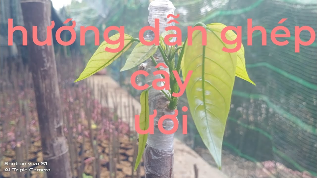 hướng dẫn ghép cây ươi phần 1