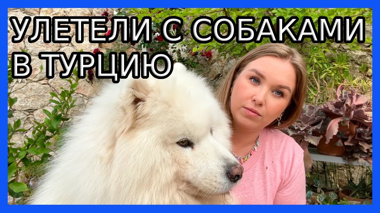 ПЕРЕЕЗД С СОБАКАМИ В ТУРЦИЮ I Нюансы авиаперелета