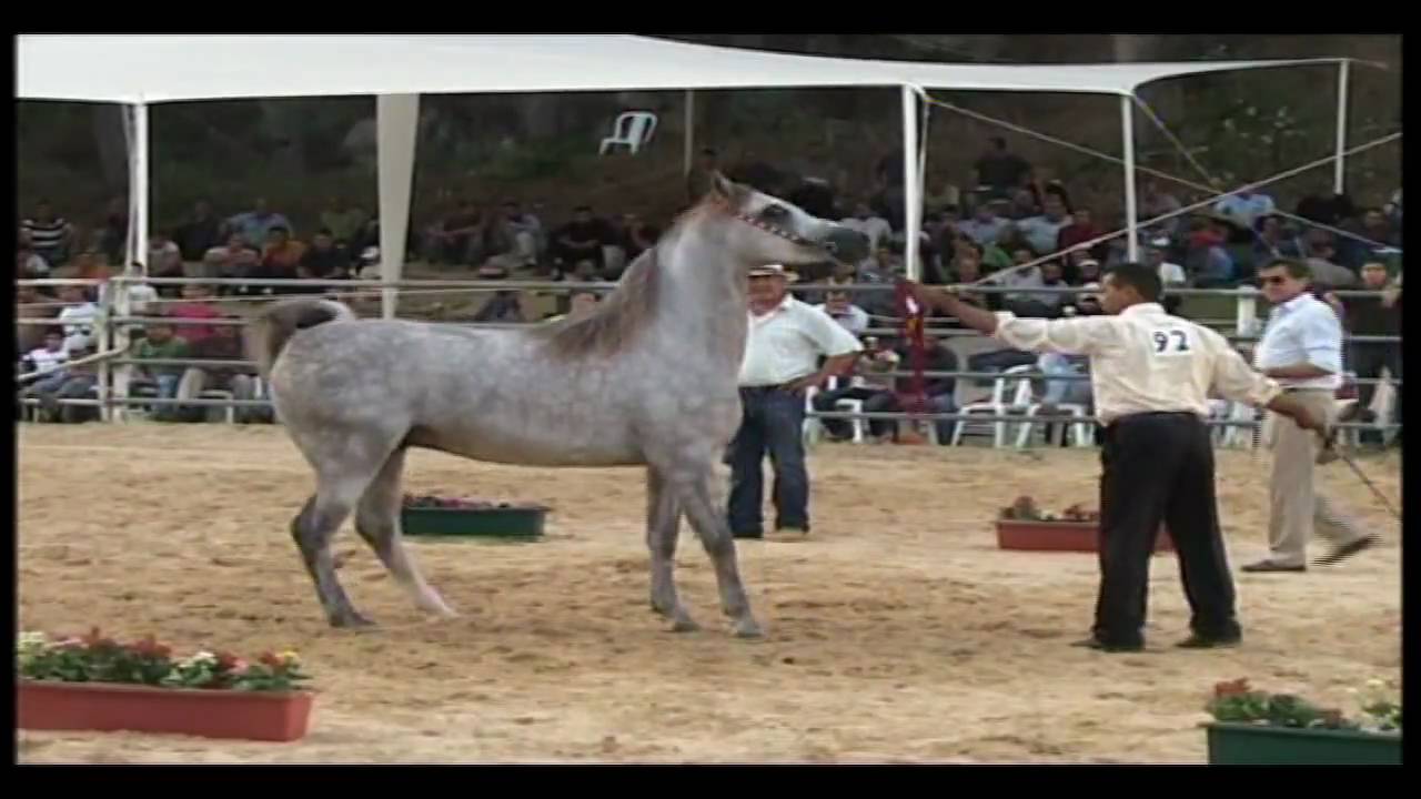 مجوز سمير حبيب اللة 1 موسى حافظ 18 دبكة خيول عربية اصيلة
