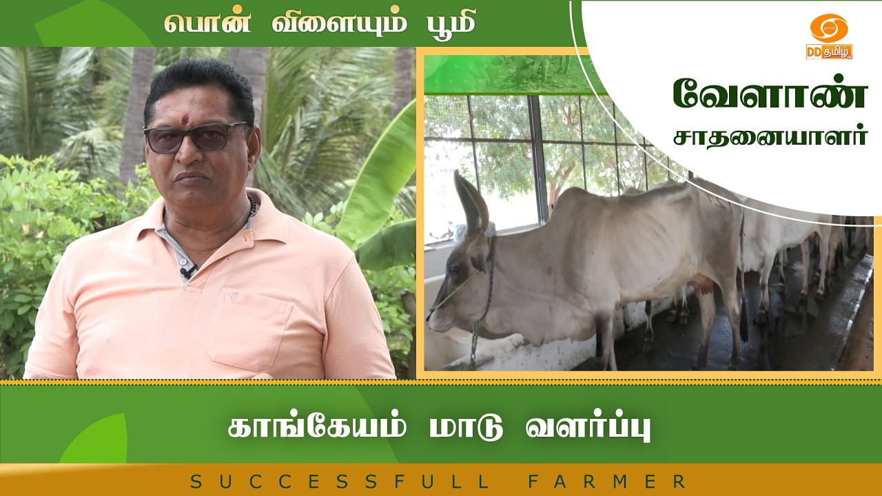 காங்கேயம் மாடு வளர்ப்பு | Successful Farmer #farming #farm