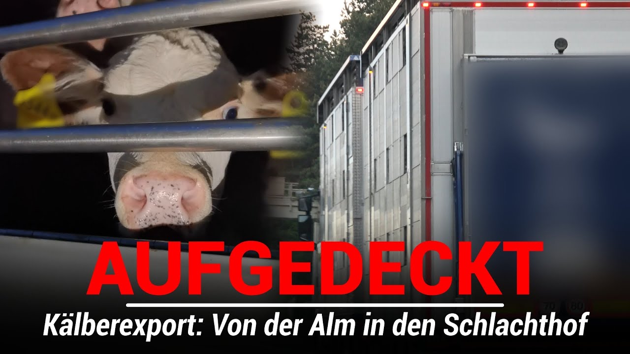 K&auml;lberexport: Von der Alm in den Tod #Tiertransport