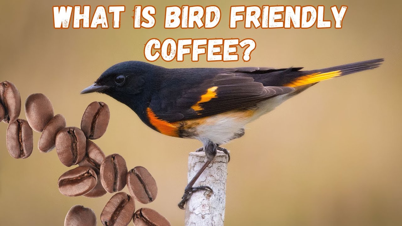 What is bird friendly coffee?