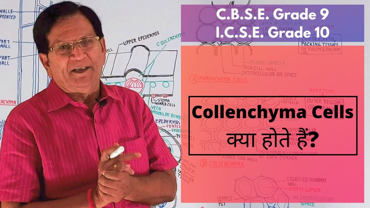 What Are Collenchyma Cells? || Grade 9 & 10