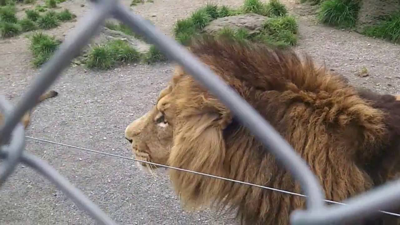 Lion fight at Paradise valley