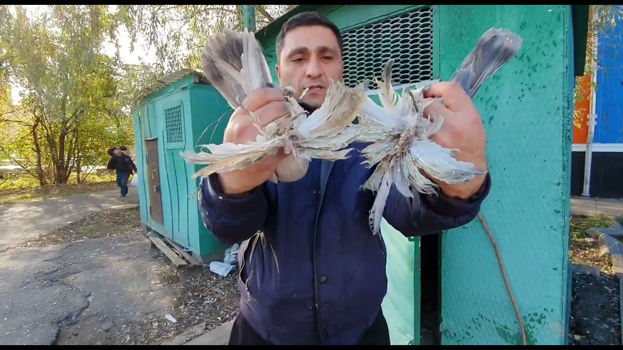 Одним словом….БОЙНЫЕ ГОЛУБИ🕊 #голуби #pigeons #animal