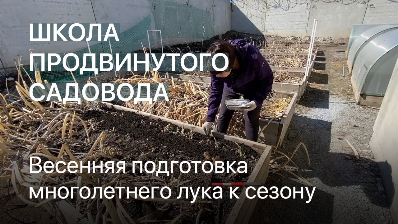 Весенняя подготовка многолетнего лука к сезону. Школа продвинутого садовода