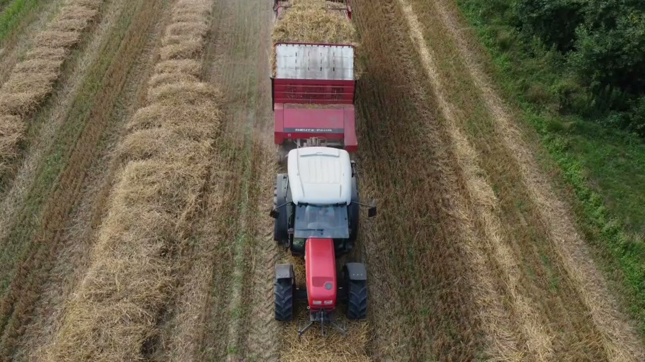 Wheat harvest