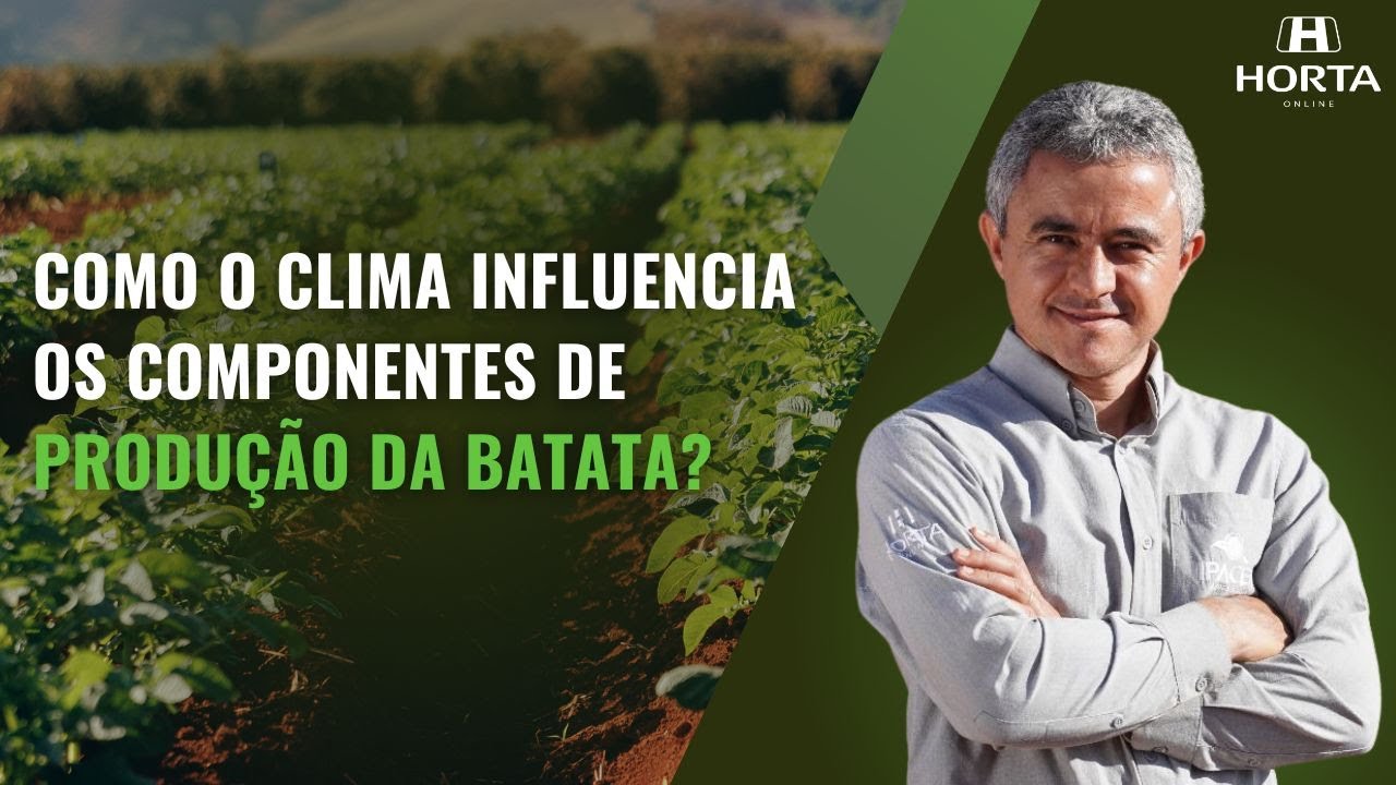 COMO O CLIMA INFLUENCIA OS COMPONENTES DE PRODUÇÃO DA BATATA?