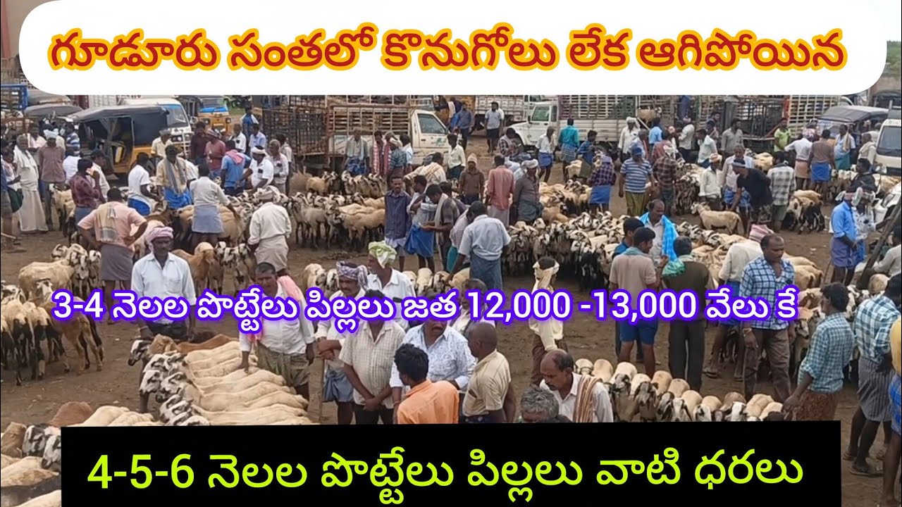 Gudur Sheep Goats Market Today 15-8-2025#గూడూరు సంతలో ఈ వారం 4-5-6 నెలల పొట్టేలు పిల్లలు వాటి ధరలు 
