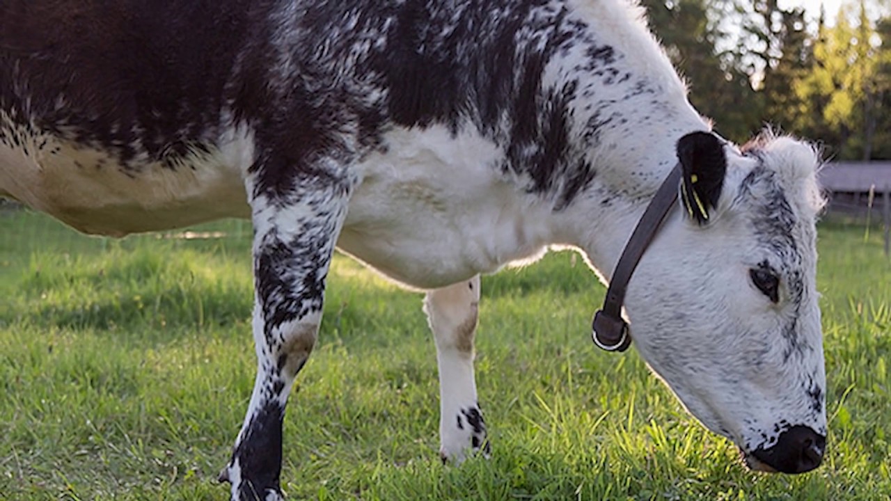 Swedish Mountain Cattle | Rugged Browsers Rich Creamy Milk