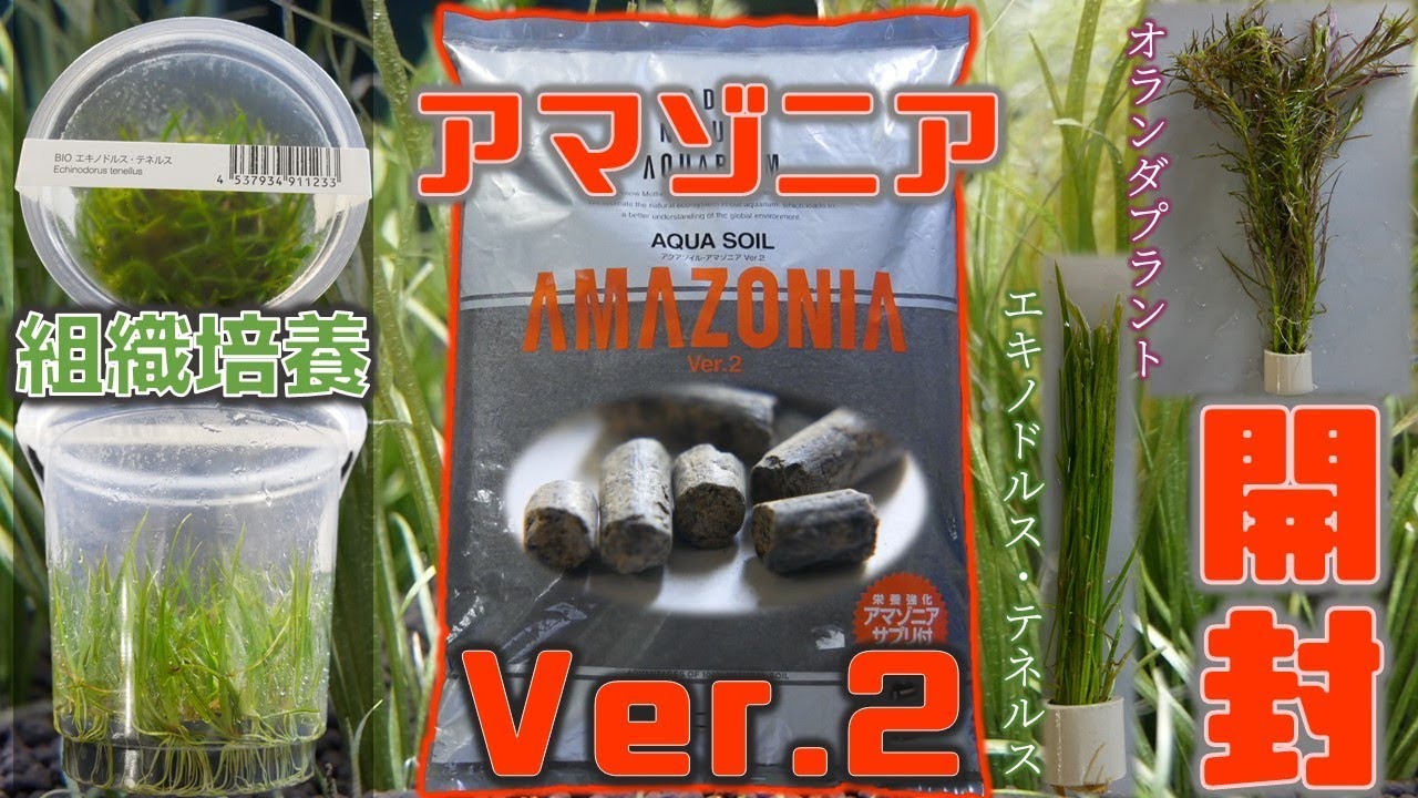 【リセット後編】最初から使うべきだった。ADAの新作、アクアソイル アマゾニアVer2。組織培養のエキノドルス・テネルス及びオランダプラント導入！【ふぶきテトラ】