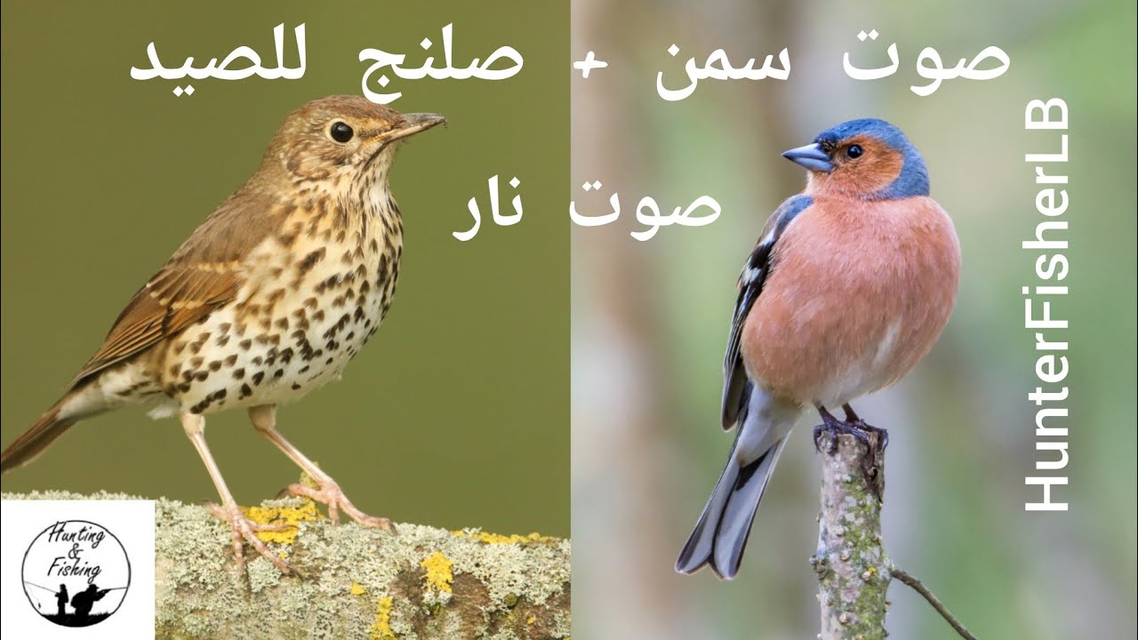 صوت دمج سمن + صلنج ،صوت فعال للصيد. حسون ظالم + السمنة المغردة .Common chaffinch + turdus phelomilos