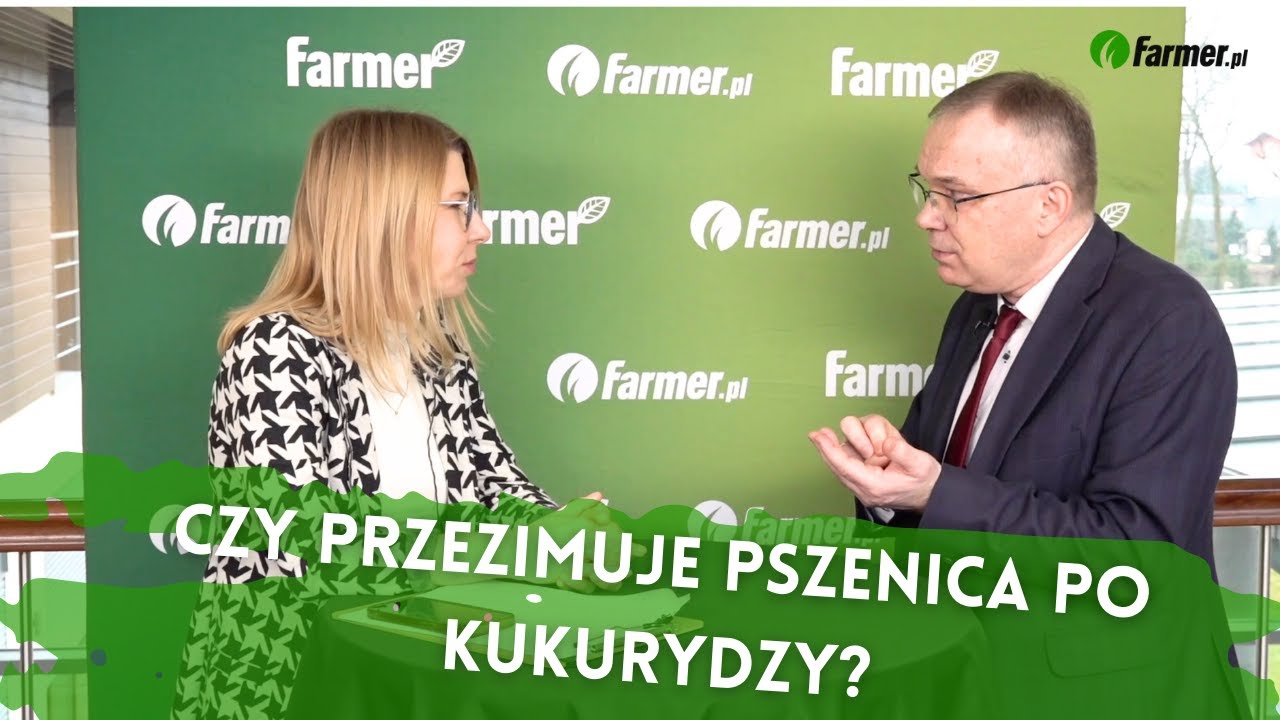 Czy przezimuje pszenica po kukurydzy? Jeśli tak, to jak zaplanować jej nawożenie azotem?