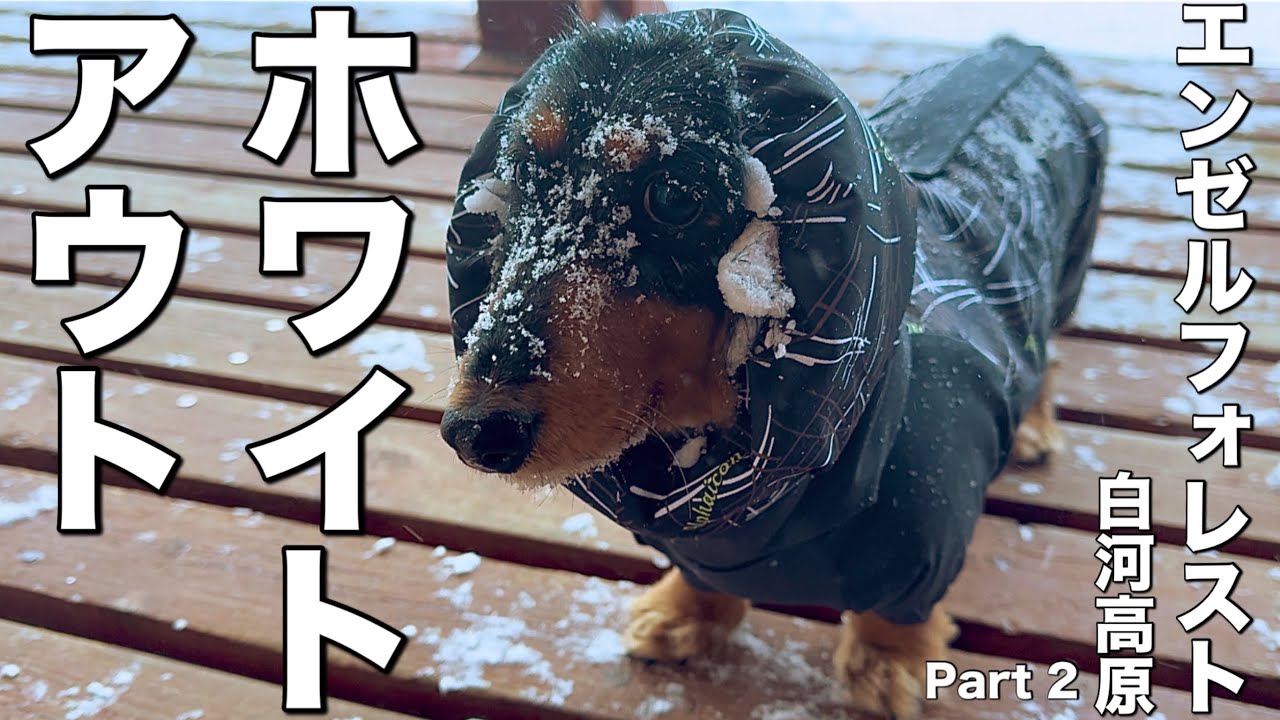 吹雪！エンゼルフォレスト白河高原で雪遊び！【犬連れ福島旅】レイクサイドドッグヴィラで楽しむ多頭連れの冬旅行⛄️❄️