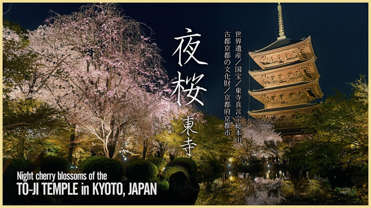 【京都／世界遺産】夜桜／東寺 - Night cherry blossoms in To-ji temple - LUMIX S5 Test Shooting 4K