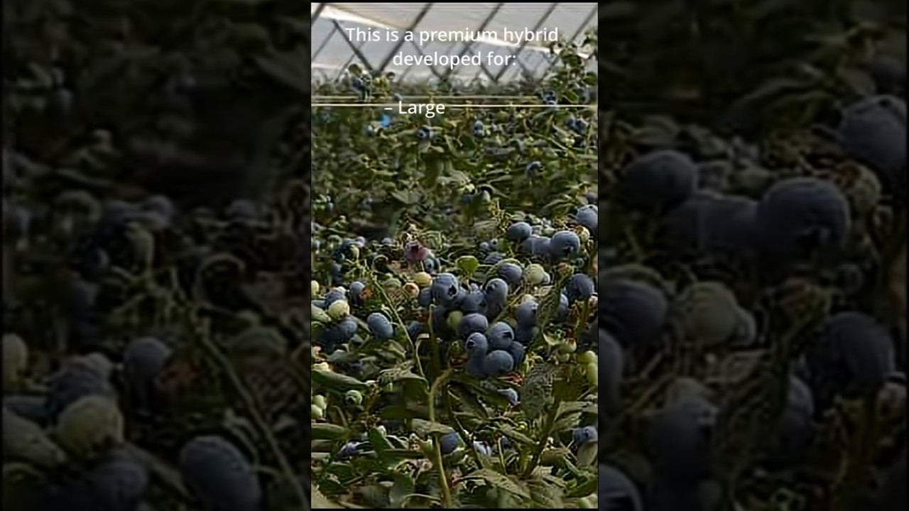 ГОЛУБИКА РЕКОРД МИРА.😱🥇СОРТ. WORLD RECORD Blueberry! ENG SUB